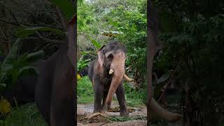 Kannilunniane kannan ane elephant elephantsantuary guruvayoor aana aanapremi elephantdance [upl. by Fisuoy239]