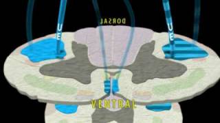 Neuroanatomy  The Corticospinal Tract in 3D [upl. by Katalin541]