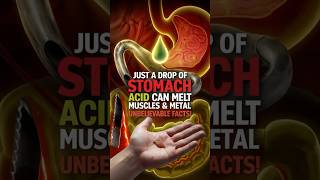 How Powerful Is Stomach Acid [upl. by Noit]