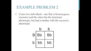 Punnett square practice problems simple [upl. by Utham]