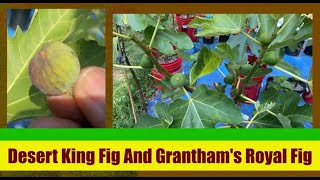 Know This Things Before Buying Desert King And Grantham’s Royal Fig Trees [upl. by Gayl]