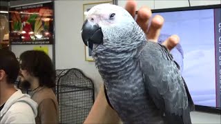 Psittacus erithacus  Linnaeus 1758 et SERENA HD gris du Gabon  ExpoZoo  102014 [upl. by Wardle]