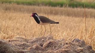 bird sound Red wattled  tateri [upl. by Zampino]