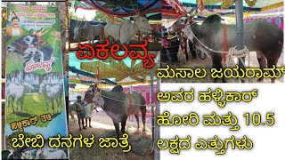 ಏಕಲವ್ಯ ಹಳ್ಳಿಕಾರ್ ಹೋರಿ ಬೇಬಿ ದನಗಳ ಜಾತ್ರೆಯಲ್ಲಿhallikar desicow hallikarstudbull hallikarcalf cow [upl. by Samuela684]