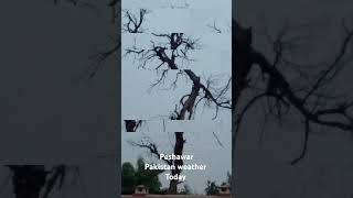 Peshawar weather today nature beautiful wildlife rain thunderstorm [upl. by Lupe]