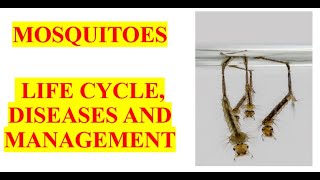 Mosquitoes  Life cycle diseases and management [upl. by Sotos]