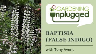 Gardening Unplugged  Baptisias in the Garden wTony Avent [upl. by Rednasela]