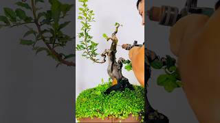 Bonsai Collection 🌲💥 039 shorts shortvideo bonsai bonsaitree bonsaitips art [upl. by Denise233]