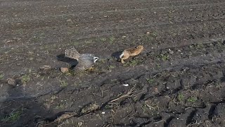 Finnish goshawk hunting rabbits and hares [upl. by Anerol]