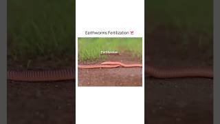 Earthworms Fertilization 🔥😍 shorts earthworm shirazivillagevlog [upl. by Witty705]