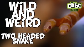 Two headed snake real video on Wild and Weird  CBBC [upl. by Anikas]