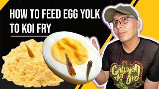 How To Feed Egg Yolk to koi fry [upl. by Anu]