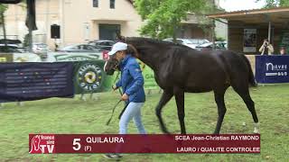 Sprinter Sacré Show 2019  Lot 5  QUILAURA [upl. by Mahoney]