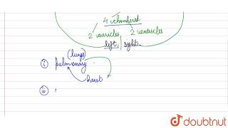 a Explain how the separation of oxygenated and deoxygenated blood is useful in huma [upl. by Coral342]