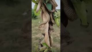 Why do snakes cling to sandalwood trees😱 sandalwood cultivation snake [upl. by Araem]