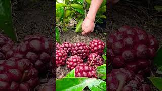 Kadsura Coccinea it is a beautiful Ornamental Fruit shorts youtubeshorts viral fruit trending [upl. by Rovert]