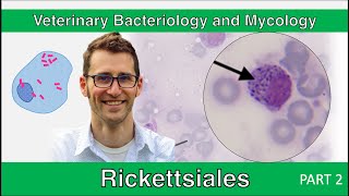 Rickettsiales Part 2  Veterinary Bacteriology and Mycology [upl. by Fidelis986]