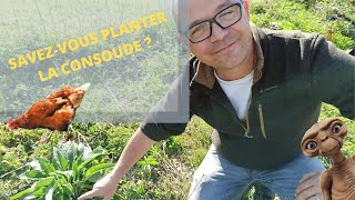 Savezvous planter la Consoude [upl. by Yrac]