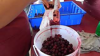 Norpro Cherry Pitter with Carmine Jewel Tart Cherries 2013 08 15 [upl. by Namzzaj]