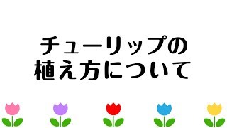 国華園 チューリップの植え方について [upl. by Suckow156]