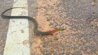 Deadly Snake in Thailand Street 🇹🇭 Thailand Living [upl. by Aurelea]