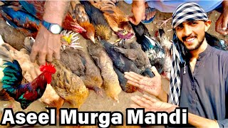 Aseel Murga🐓Mandi Sindh Pakistan🇵🇰 New Update 2025🔥 [upl. by Jehoash849]