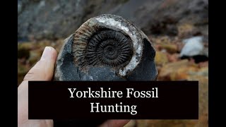 Yorkshire Fossil Hunting Sandsend March 20231 Fossilhunting Ammonites [upl. by Orsini]