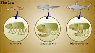 Phylum Chordata [upl. by Boot]