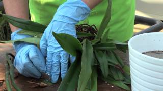 How to repot an orchid Paphiopedilum [upl. by Weiman]