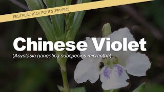 Chinese Violet  Weeds of Port Stephens [upl. by Funch]