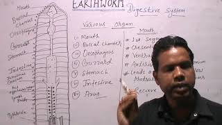 PHERETIMA POSTHUMAEarthwormDIGESTIVE SYSTEM [upl. by Areht513]