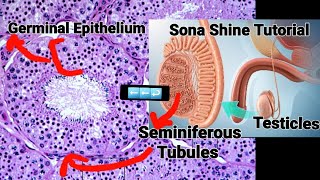 Structure Of Germinal Epithelium  Early Embryonic Development  Developmental Biology Zoology Hon [upl. by Oinegue918]