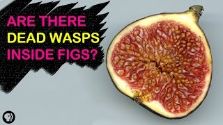 Are There Dead Wasps In Figs  Gross Science [upl. by Christen438]