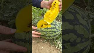 Fresh Yellow Watermelon Harvest Cutting into Juicy Goodness asmr fruit watermelon asmrsounds [upl. by Pearman]