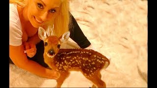 Dixie my Baby Deer [upl. by Aluino]