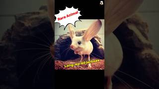 Long eared jerboa was found in China Xinjiang jerboa rareanimals [upl. by Broadbent132]