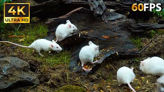 Natures Playground for Cats 🐭 35 Hours of Mice in 4K UHD 🌿 [upl. by Romanas]