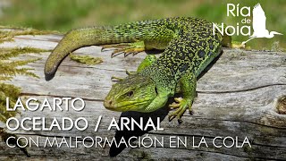 Lagarto ocelado o lagarto arnal Timon lepidus con malformación en la cola Ría de Noia [upl. by Rotow]