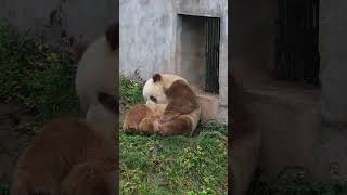 Let’s play together  Panda Qizai panda pandalove cute pandalife animals [upl. by Sergei]