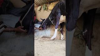 Jugular veins IV infusion of calcium borogluconatehow to give intravenous injection in a cow [upl. by Yerak]