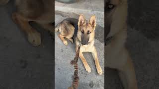 German Shepherd Training petthatdog germanshepherd gsd puppy dog dogtraining farm homestead [upl. by Setarcos]