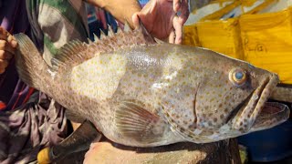 Amazing Giant Hamour Fish Cutting Skills In Dhaka Fish Market  Fish Cutting [upl. by Ayhtin]