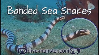 Banded Sea Snake Laticauda colubrina  Whats Down There [upl. by Anelec]