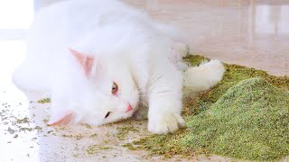 Cats React To Huge Pile Of Catnip [upl. by Sandstrom]