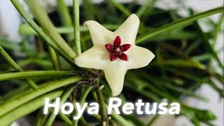 Hoya Retusa  Care  Propagation  Blooms 🌸 [upl. by Edmondo222]