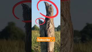 Potoo Bird 🤯 shorts factsinhindi facts factshorts dadajifacts potoo birds bird fact [upl. by Fremont156]