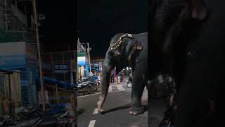 Srirangam temple elephant goes to Cauvery to bring water for Viswaroopa sevai [upl. by Miarfe]