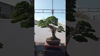 BONSAI CEMARA SINENSIS [upl. by Metah]