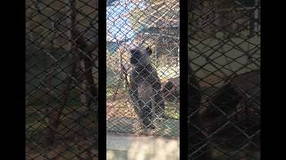 Nehru zoological park in hyderabad animals [upl. by Yahsram]