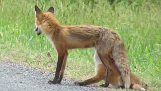 Red Fox’s Feeding Time Bombay Hook NWR  Smyrna DE 43024 [upl. by Revilo]